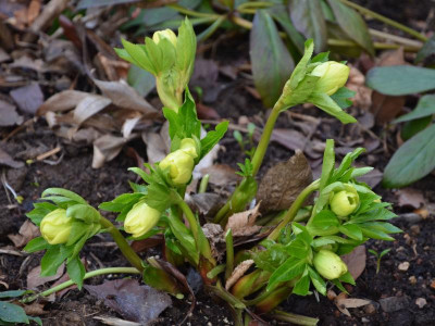 Helleborus-gelb.17-1.jpg