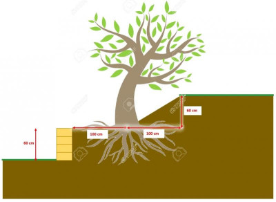 Baum_auf_Boeschung.jpg
