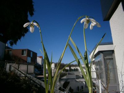 Glöckchen 002.JPG