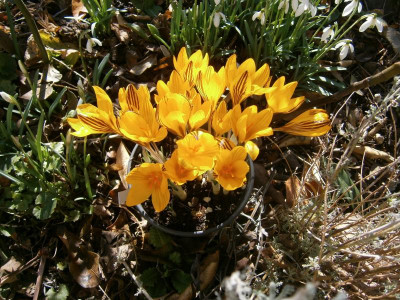crocus 002.JPG