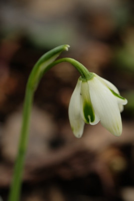 G.Hippolytha.JPG