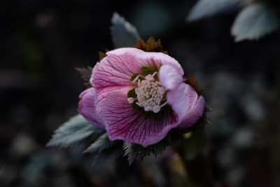 Helle thib.rosa.JPG