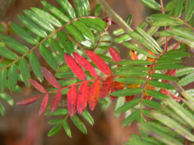 Sorbus_Scalaris_30-Okt_1.JPG