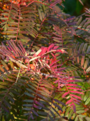 Sorbus_scalaris_10-Nov_1.JPG