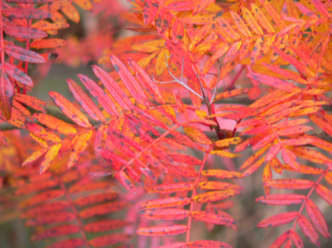 Sorbus_scalaris_17-Nov_1.JPG