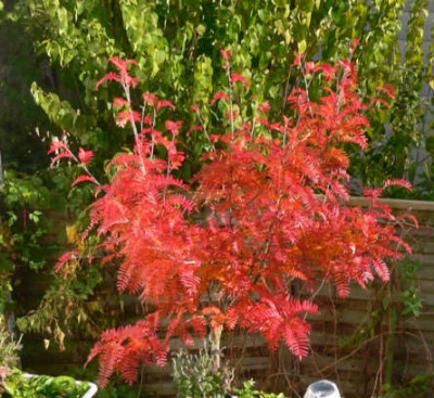 Sorbus_scalaris_17-Nov_3.JPG