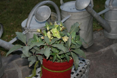 Helloborus ericsmithii0217.JPG