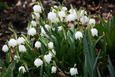 Frühling1016.JPG