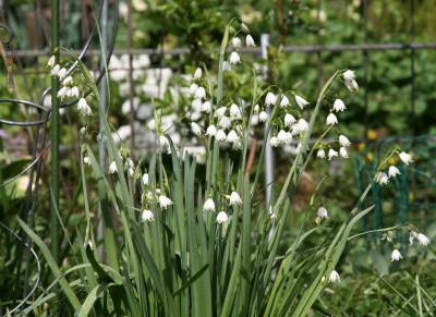 Frühling2116.JPG