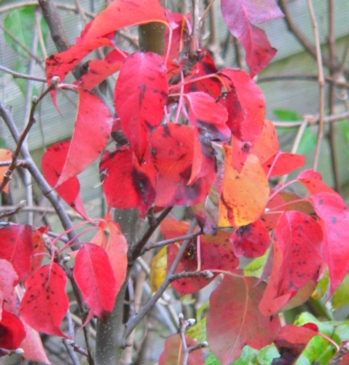 Pyrus_calleryana_Chanticleer_17-Nov.JPG