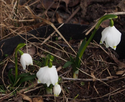 half-white-leucojum.jpg