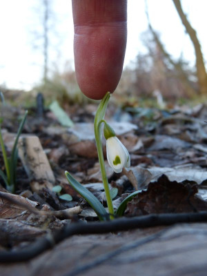 2017-02-27 Galanthus 'Trympostor'.jpg