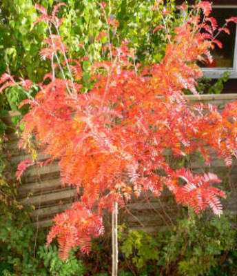 Sorbus_scalaris_17-Nov_2c.jpg