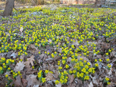 Eranthis 27.2.17 ue.JPG