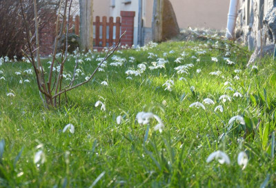 2017-02-27 Vorgarten.jpg