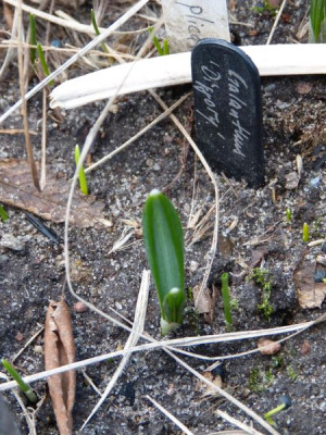 2017-02-27 Galanthus 'Diggory'.jpg