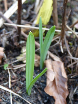 2017-02-27 Galanthus 'GO'.jpg