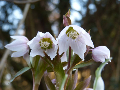 2017-02-27 Helleborus thibetanus 1.jpg