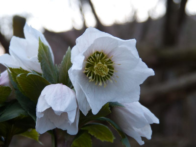 2017-02-27 Helleborus thibetanus 2.jpg
