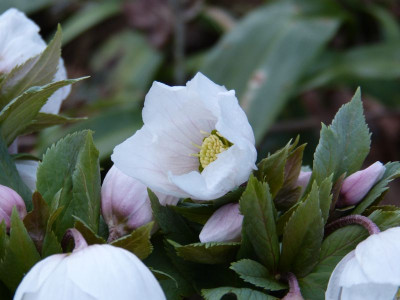 2017-02-27 Helleborus thibetanus 3.jpg