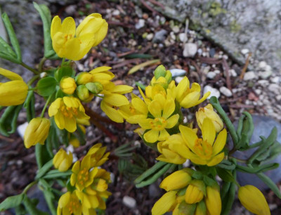 Gymnospermium altaicum  ...  27.2.17 006.jpg