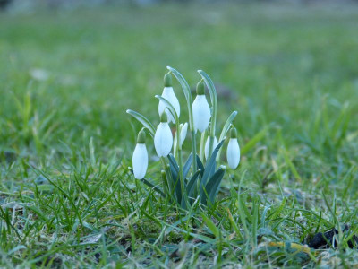 2017-02-27 Gartenimpressionen 4.jpg