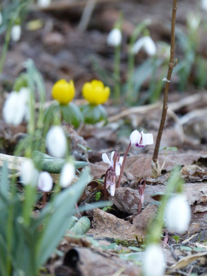 2017-02-27 Gartenimpressionen 1.jpg