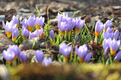 Krokus sieberi.jpg