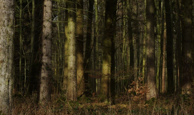 27.2. im wald 3.jpg