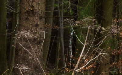 27.2. im wald 2.jpg