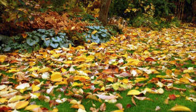 autumnale-Phyllophilie.jpg