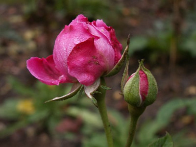 Louise-11-06.jpg