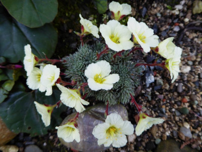 Saxifraga x 'Sulphurea'  ...  28.2.17 002.jpg