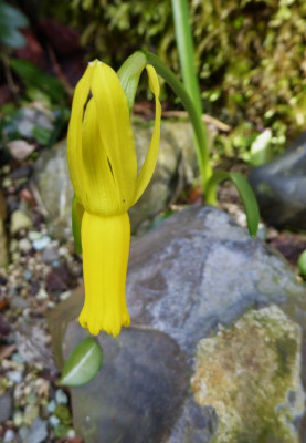 Narcissus cyclamineus ... 28.2.17 011.jpg