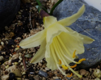 Narcissus hedraeanthus ...    ... 24.2.17 015.jpg