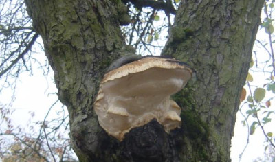apfelpilz2.jpg