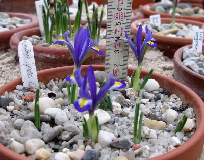 Iris spec. KMZ9505  01.03.17.JPG