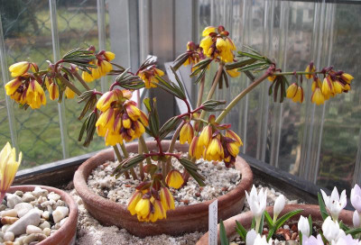 Gymnospermium albertii 01.03.17.JPG