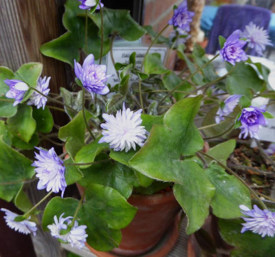 'Murasaki-Shikibu'  ...  1.3.17 011.jpg