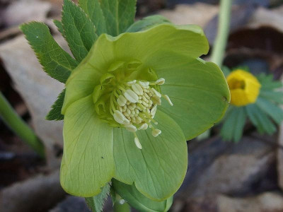 H. odorus_Ga_P3030173.JPG