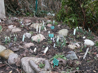 galanthus_und_hepatica_2017-02-28_667.jpg