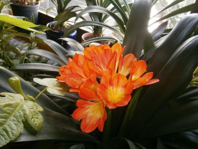 Klivienblüte 2017 006.JPG