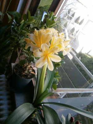 Klivienblüte 2017 004.JPG