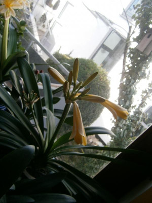 Klivienblüte 2017 002.JPG