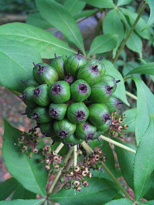 Acanthopanax_1.jpg