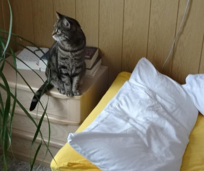 liese01.jpg
