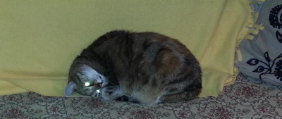 Mori.jpg