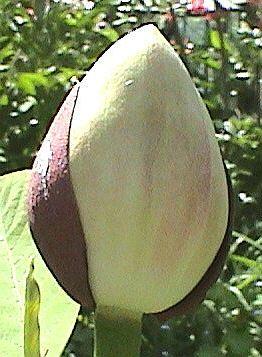 Magnolia_x_wieseneri_Blutenknospe.jpg