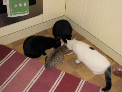 raubtierfutterung.jpg
