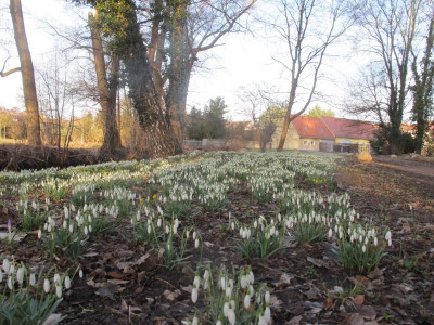 Galanthus 3.3.17.JPG
